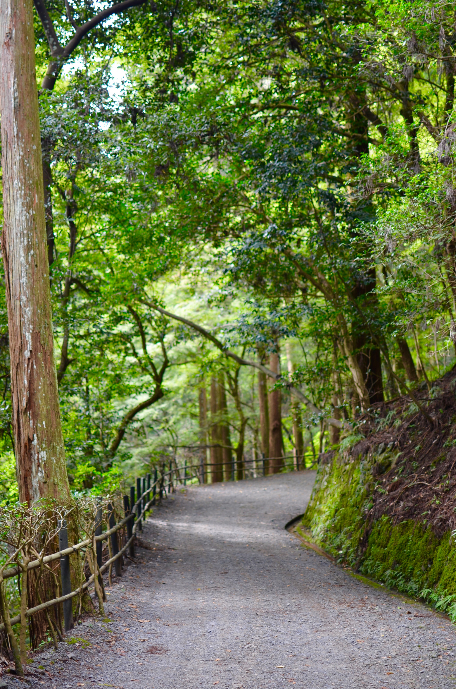 Traveling Kyoto and Arashiyama, Kurama and Kibune