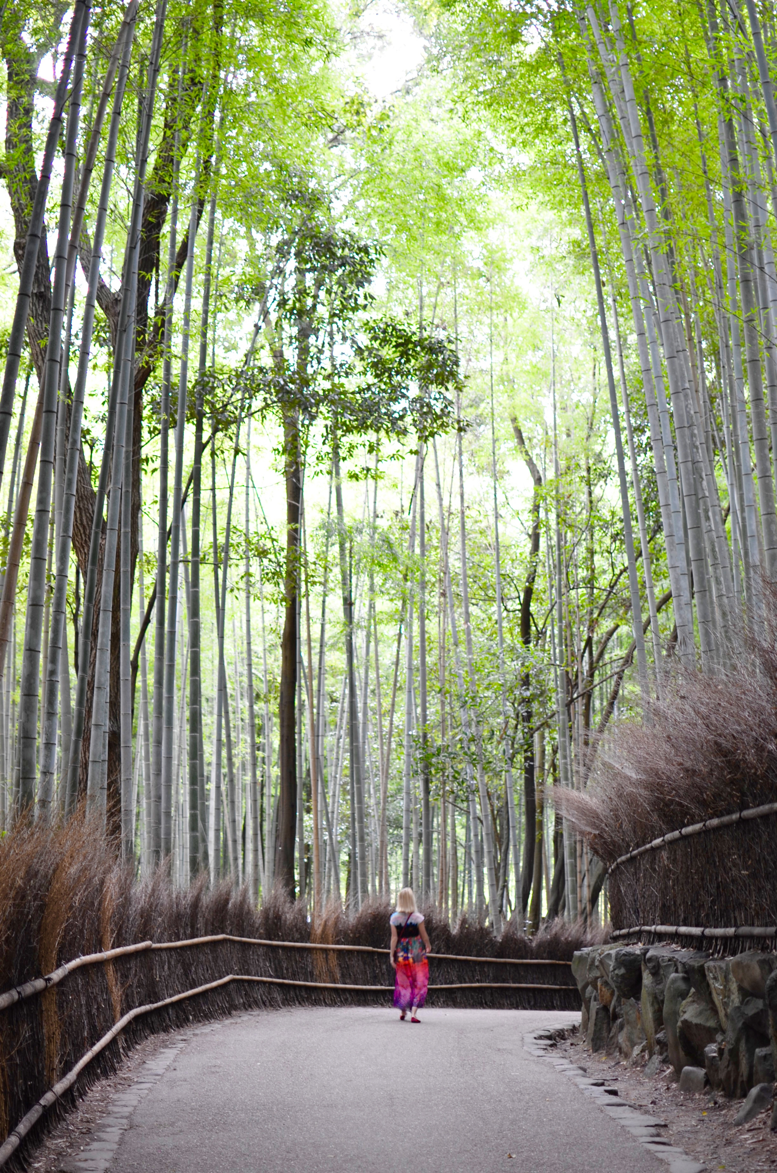 Traveling Kyoto and Arashiyama, Bamboo Forest