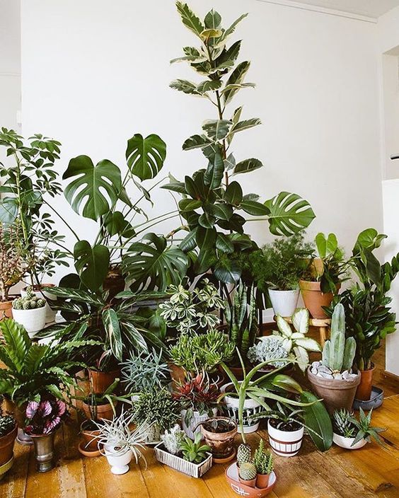 modern adult collections-plant collection
